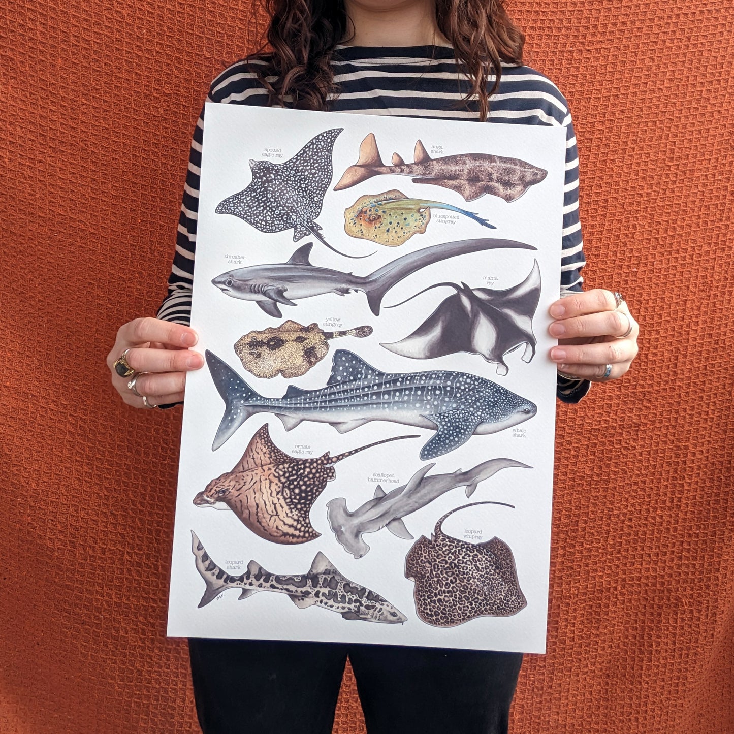 Sharks & Rays Print