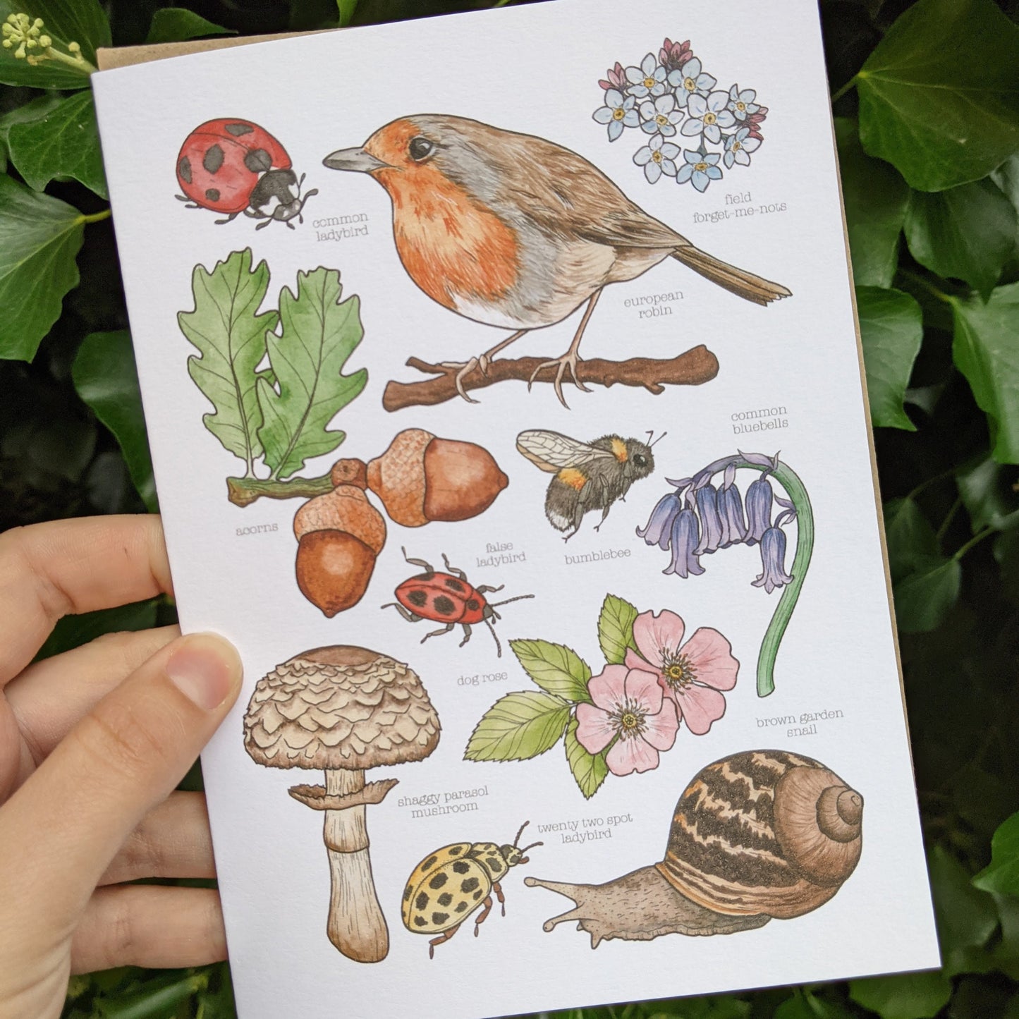 Nature Card Set - Any 5 Designs