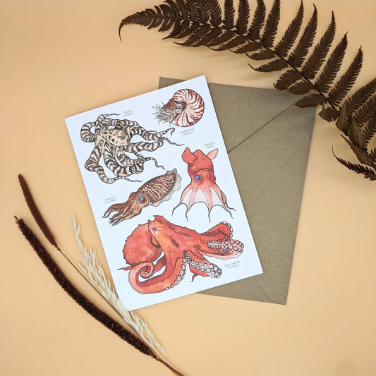 Cephalopods Card